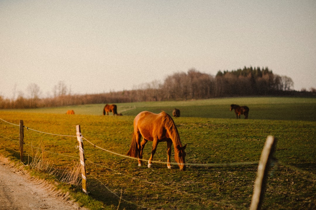 Horses on the field during sunset