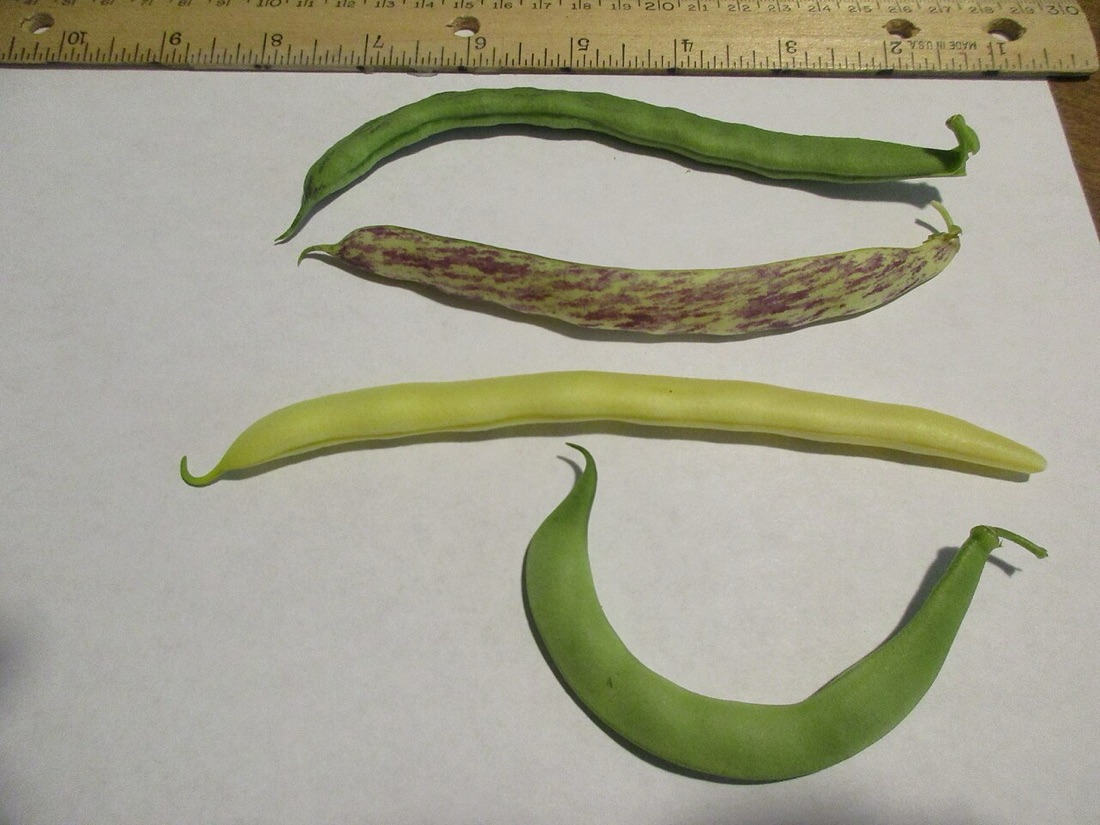 Groene boontjes met amandel